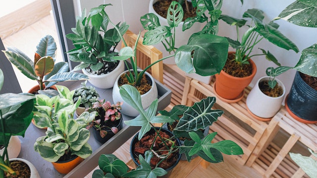 115 Indoor Plants to Grow