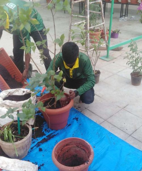 Plant Repot Service